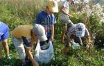 Свой бизнес: сбор лекарственных растений